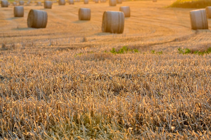 Group Harvests