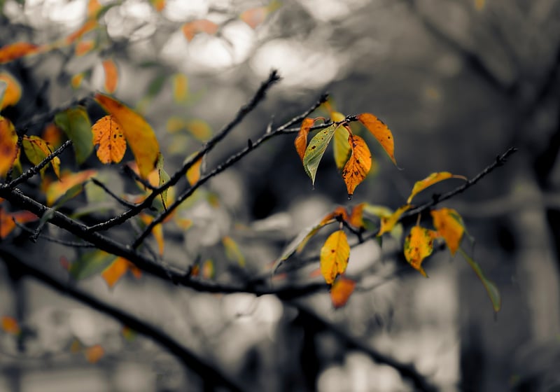 Leaf Printing